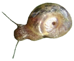 Caramujo (Biomphalaria glabrata)