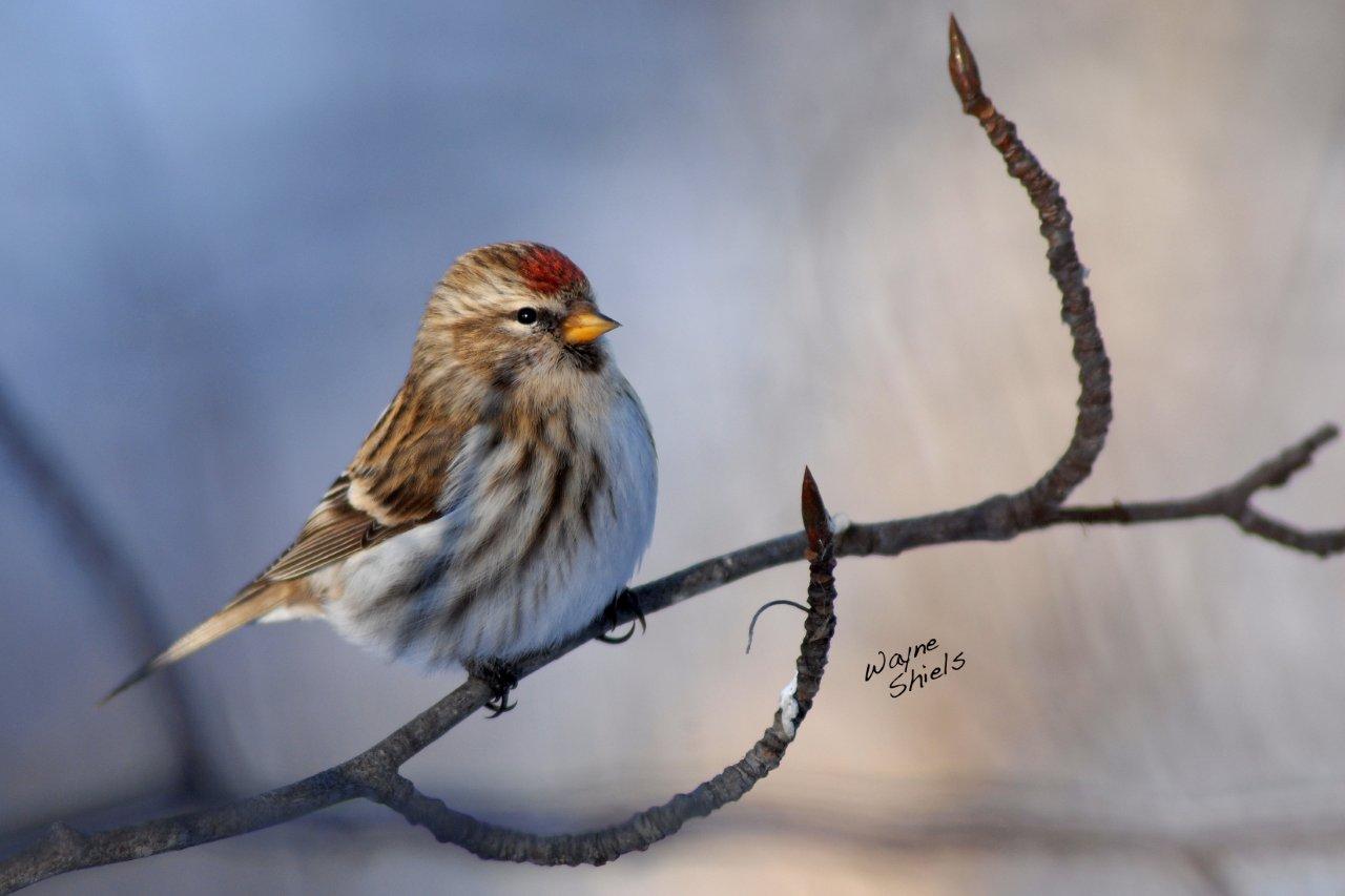 Photography by Lisa 2013 Birds of Saskatchewan