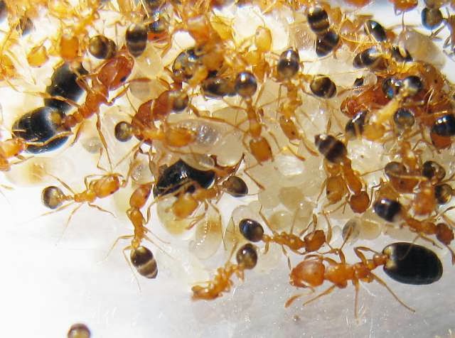Photos and Info on Ants and Termites of Malaysia: Monomorium Pharaonis