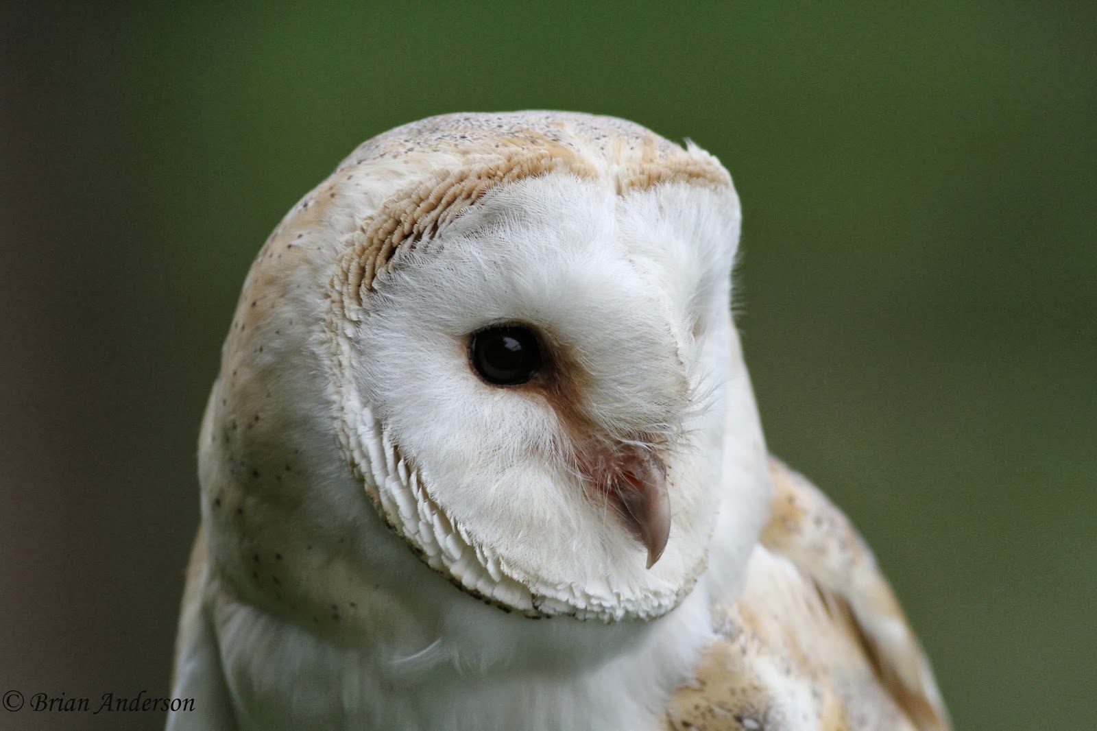 Brian's birding blog British Wildlife Centre " Owls of Britain