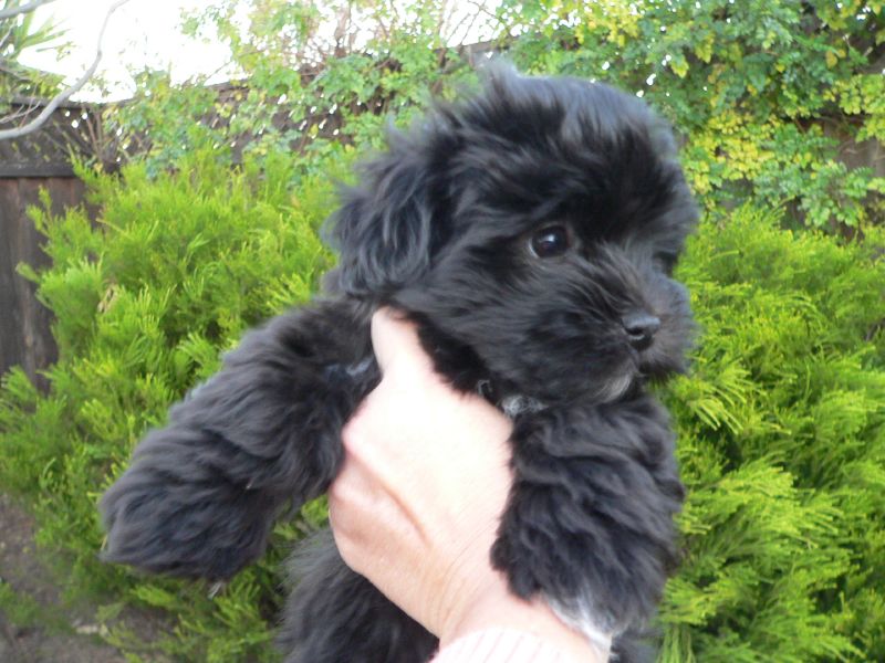 Cute Puppy Dogs black shih tzu puppies