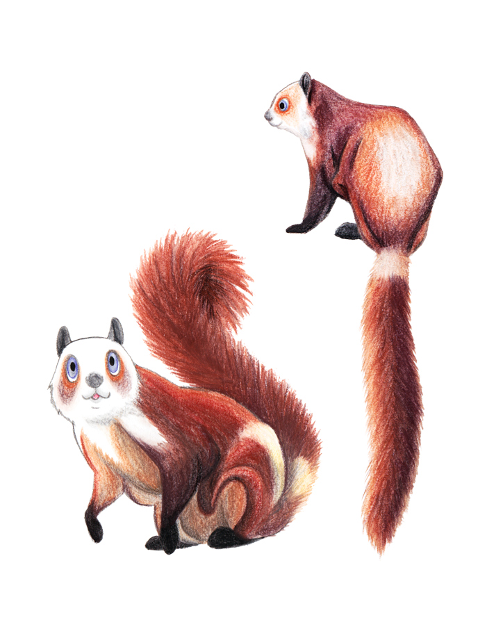 りすマニア SQUIRREL MANIACS カオジロムササビ / RedandWhite Giant Flying Squirrel 2