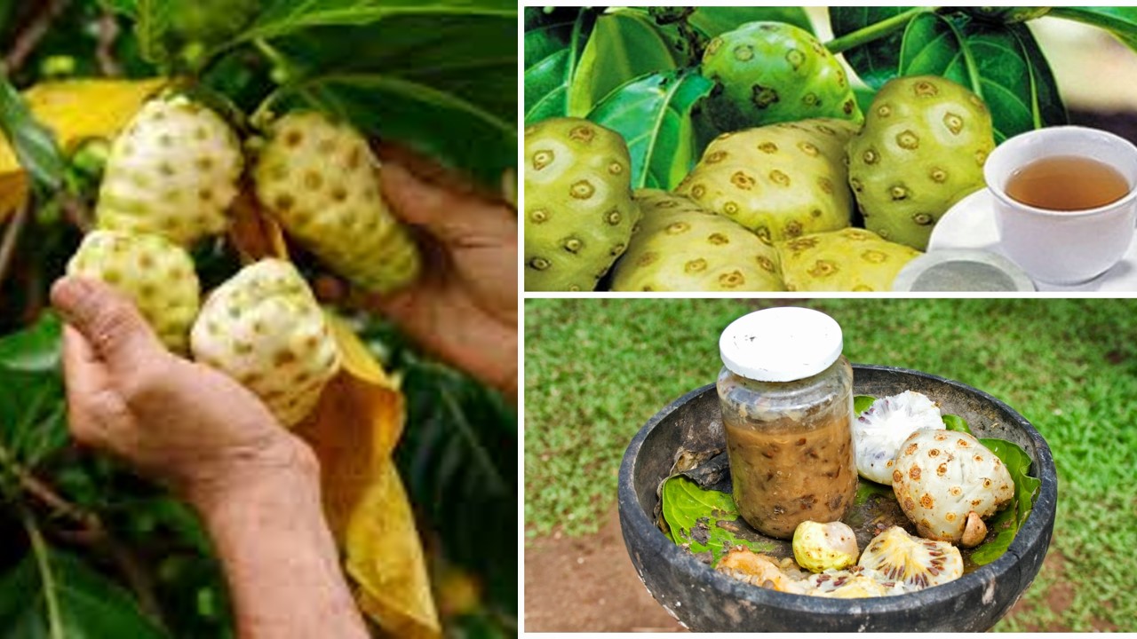 LAS PROPIEDADES CURATIVAS DEL NONI MEDICINA Y SALUD