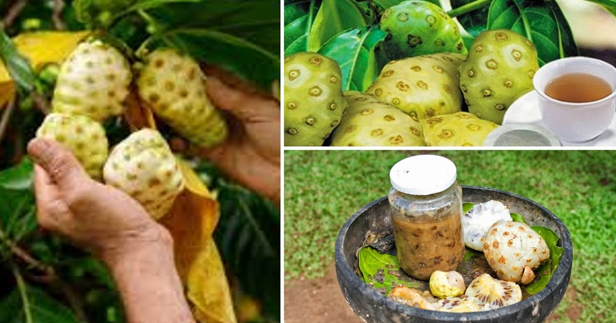 LAS PROPIEDADES CURATIVAS DEL NONI MEDICINA Y SALUD