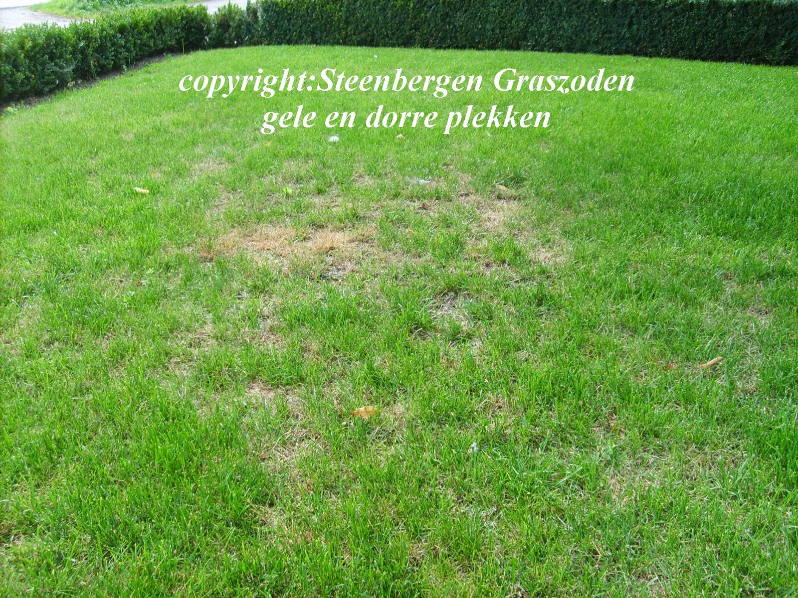 De Grasdokter Gazon onderhoud in Juni