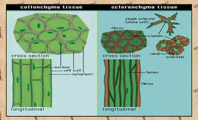 jaringan tumbuhan