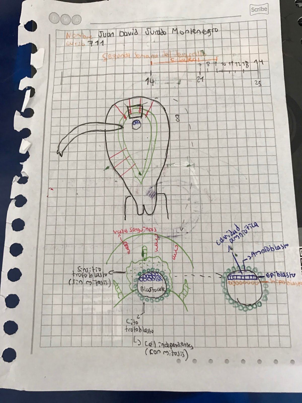 Embriología UCC
