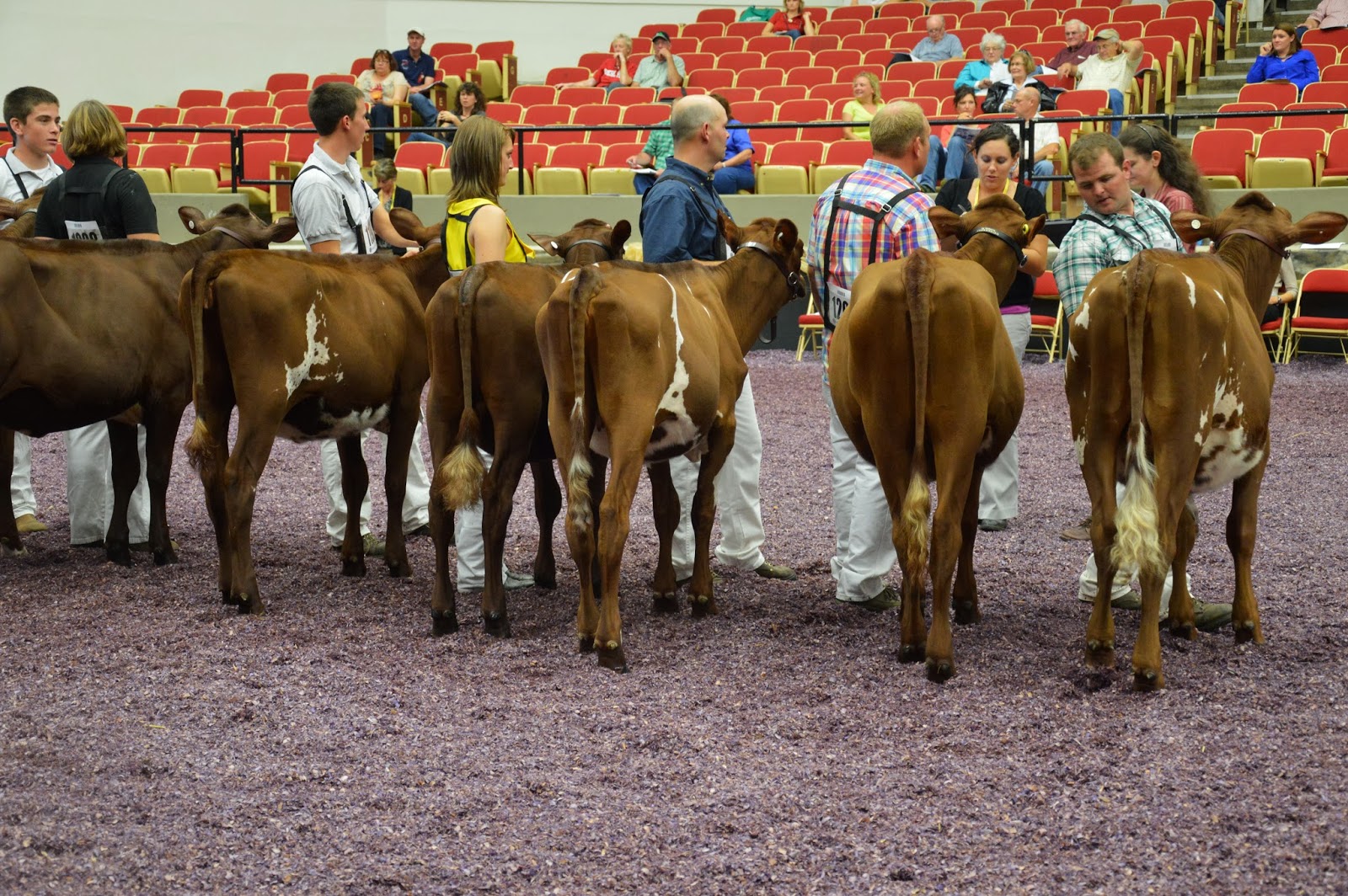 NEWS International Milking Shorthorn Show Heifers