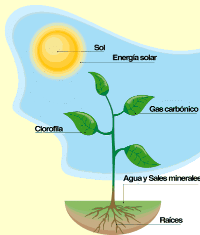 los componentes de la fotosíntesis