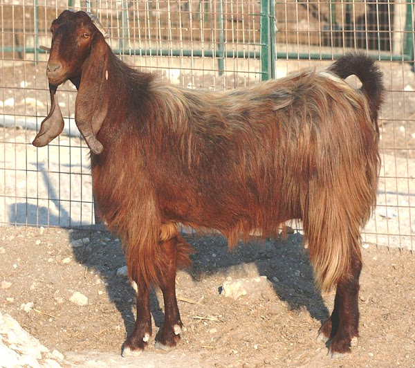 damascus goat, damascus goats, raising damascus goats, damascus goat rearing, how to raise damascus goat, damascus goat farming, guide for damascus goat farming, tips for damascus goat farming, how to start damascus goat farming, commercial damascus goat farming, commercial damascus goat farming business, damascus goat farming business