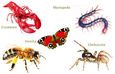 Arthropoda Arthros Sendi Podos Kaki Persamaan Perbedaan 5