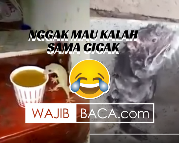 Setelah Vidio Cicak Minum Kopi, Sekarang Giliran Tikus Ngeksis Mandi Pakek Sabun Pula