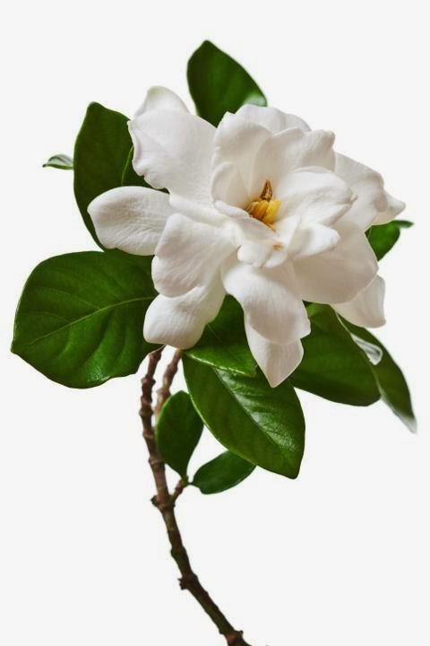 Gardenia juga merupakan simbol cinta, namun dengan kesan lebih klasik 