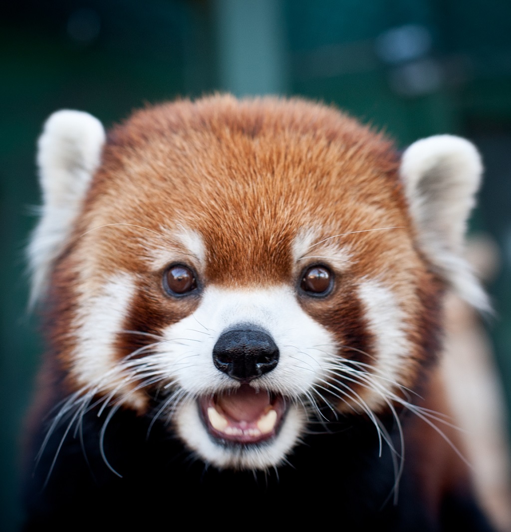 Red Panda Earth Blog