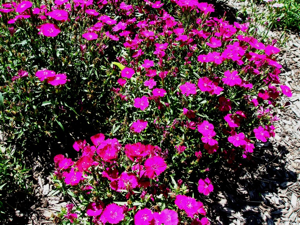 Prairie Grove Peddler Blooms Galore!