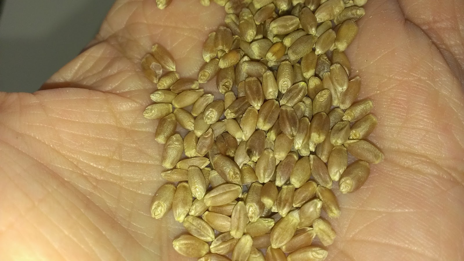 Milling Wheat Berries and Making a Cheesy Zucchini Bread