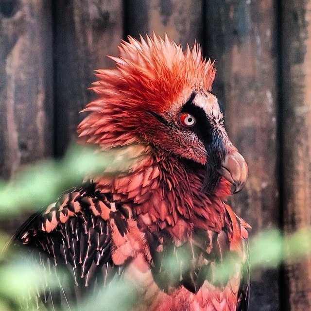 Gurney Journey: Bearded Vulture