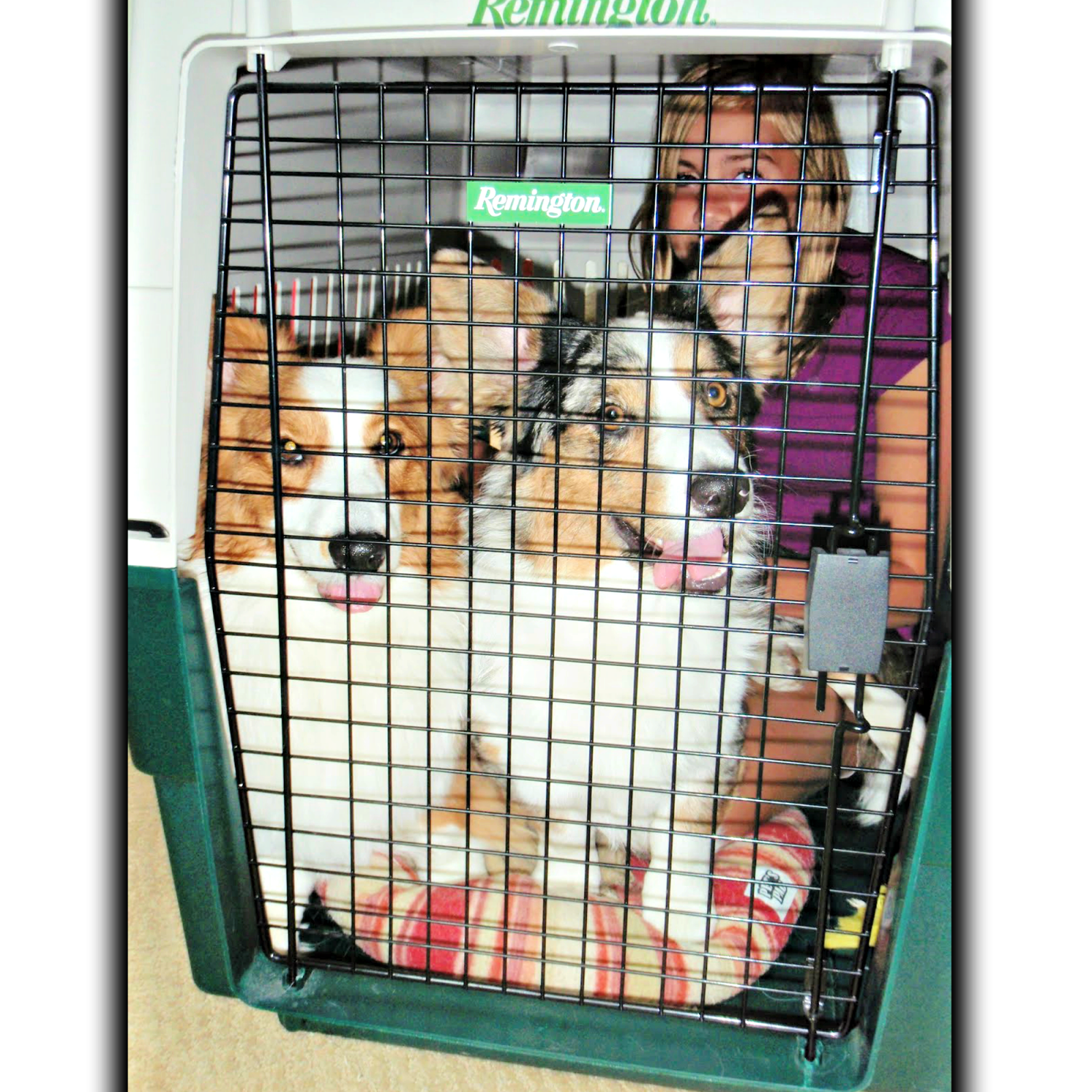 Dog Crate Red Deer Kijiji Dog Crate Red Deer Kijiji