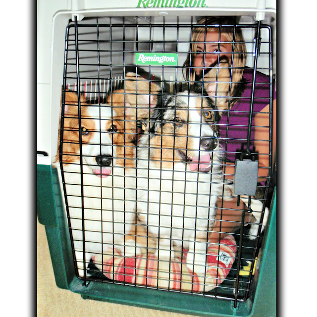 two corgis in big crate with girl