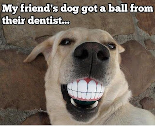 Dog Memes Dog Memes