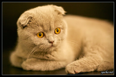 Marta: 3 months old Lilac Scottish Fold