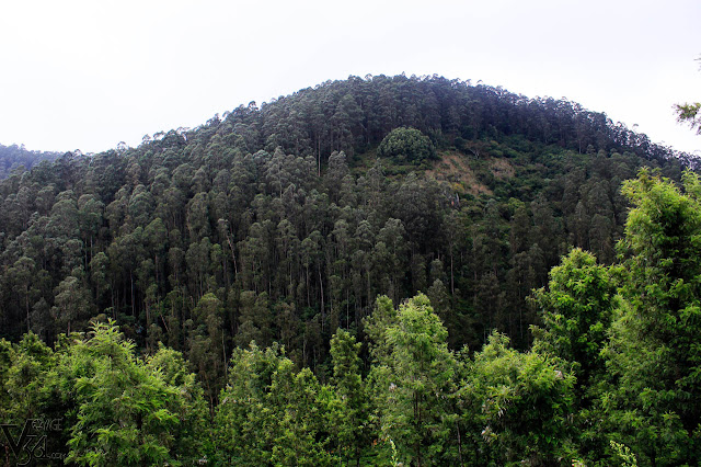 Hills of Manihatty ooty Hills of Manihatty ooty