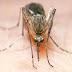 Man Banned From Twitter For Death Threat Against Mosquito In Japan (See What He Did Next)