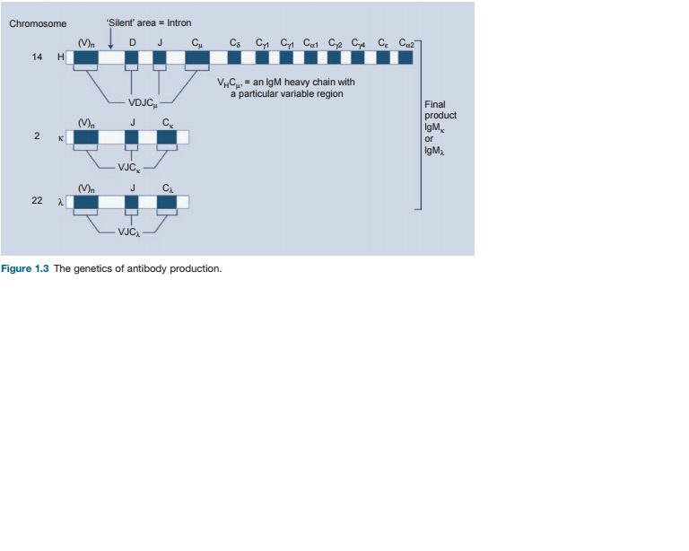 Allergy and Immunology Billing. CPT codes, Tips. The of