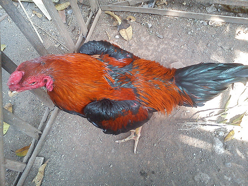 Sejarah Ayam Bangkok Suara Hati Kalian Sejarah Ayam Bangkok Suara Hati Kalian