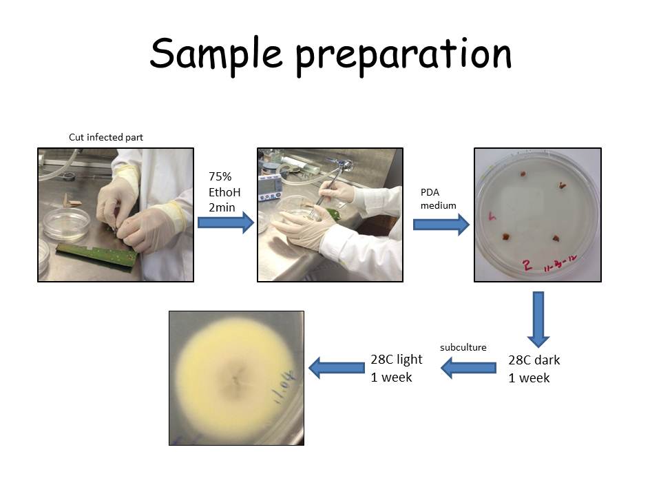 PLPA631 Ginger_Shan Jiang Isolation of Unknown Fungi