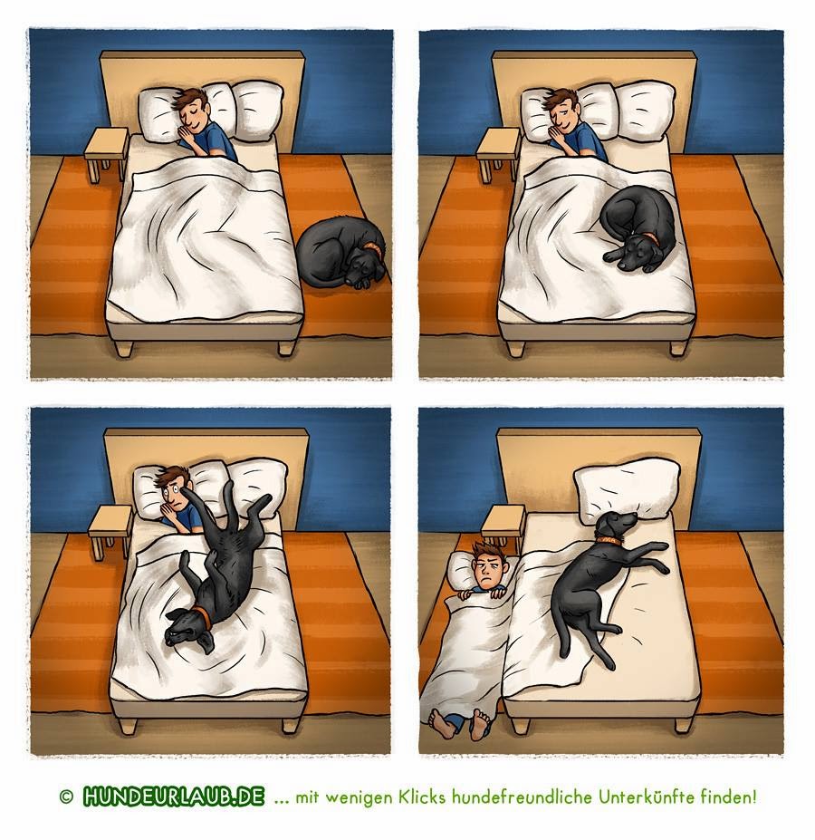 Traumzaubereien Wenn Hunde träumen