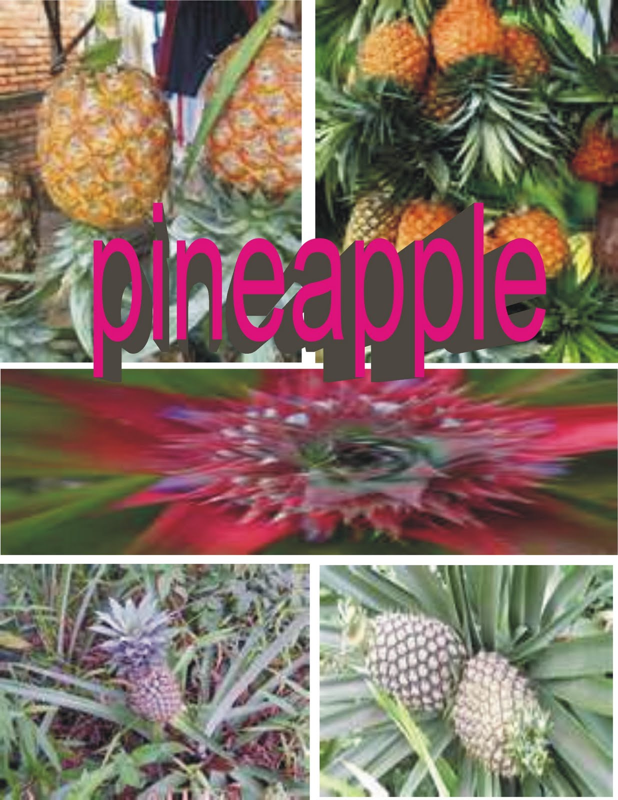 Disease Pineapple aids digestion of proteins and accelerate