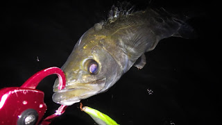 シーバス 湾奥 スーサン シーバス 湾奥 スーサン