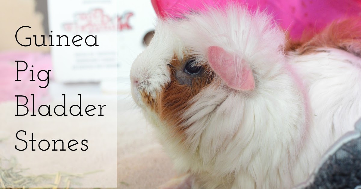 Piggie  Guinea Pig Bladder Stones
