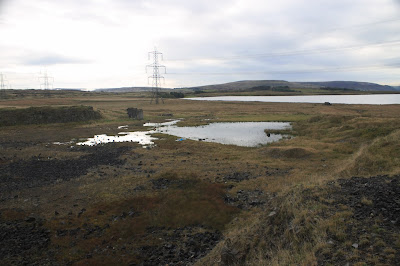 Valley Naturalist: Wing of a goldfinch