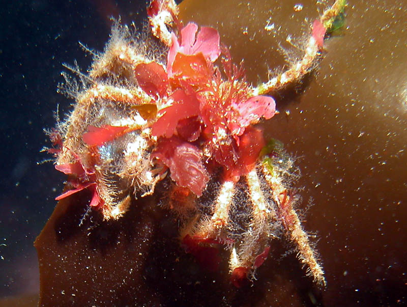 Sv Traversay Iii Dive Iv In Puerto Profundo