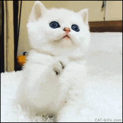 gatito-blanco-min.gif