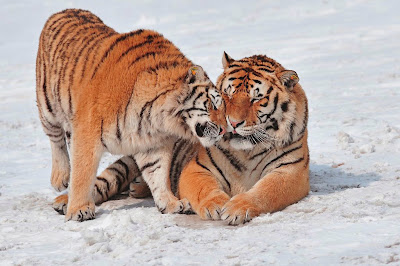 cute-animals-tiger-couple