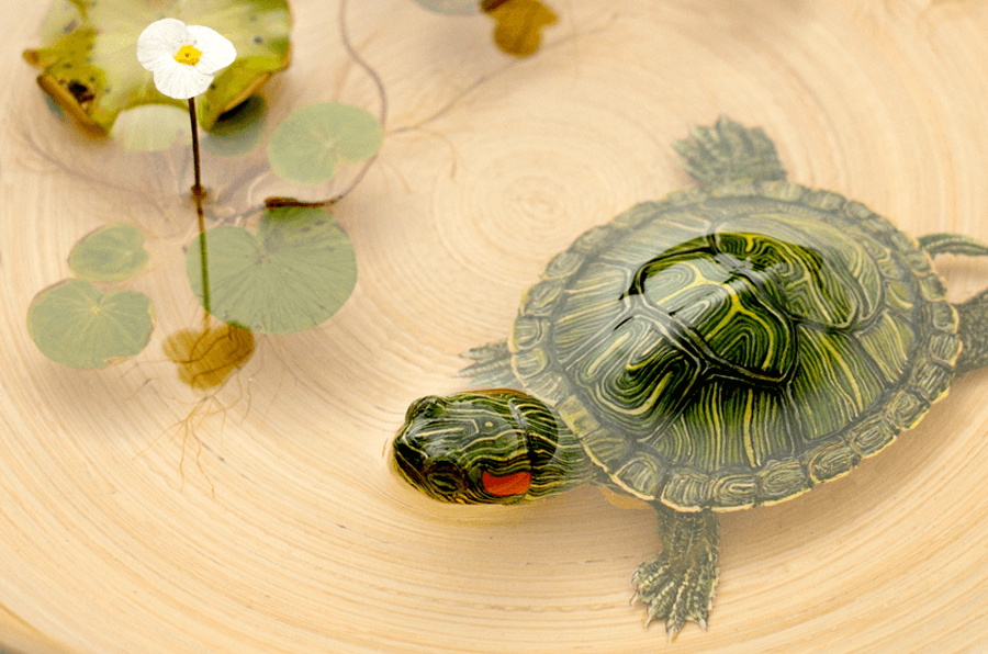 декор на стену из эпоксидной смолы. череп в эпоксидной смоле. черепаха из эпоксидной смолы. черепаха из эпоксидной смолы. панно кит из эпоксидной смолы.