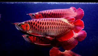 basic warna ikan arwana red
