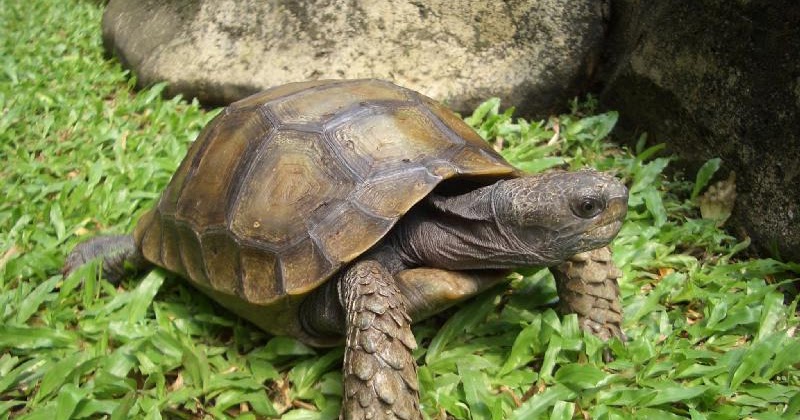 Hewan Lain yang Berkembang Biak Secara Melahirkan dan Bertelur