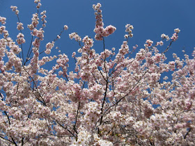 Mount Pleasant Cemetery Japanese Flowering Cherry Prunus Accolade sakura blossoms by garden muses--not another Toronto gardening blog
