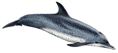 Golfinho-Pintado-do-Atlântico (Stenella frontalis) Golfinho-Pintado-do-Atlântico (Stenella frontalis)