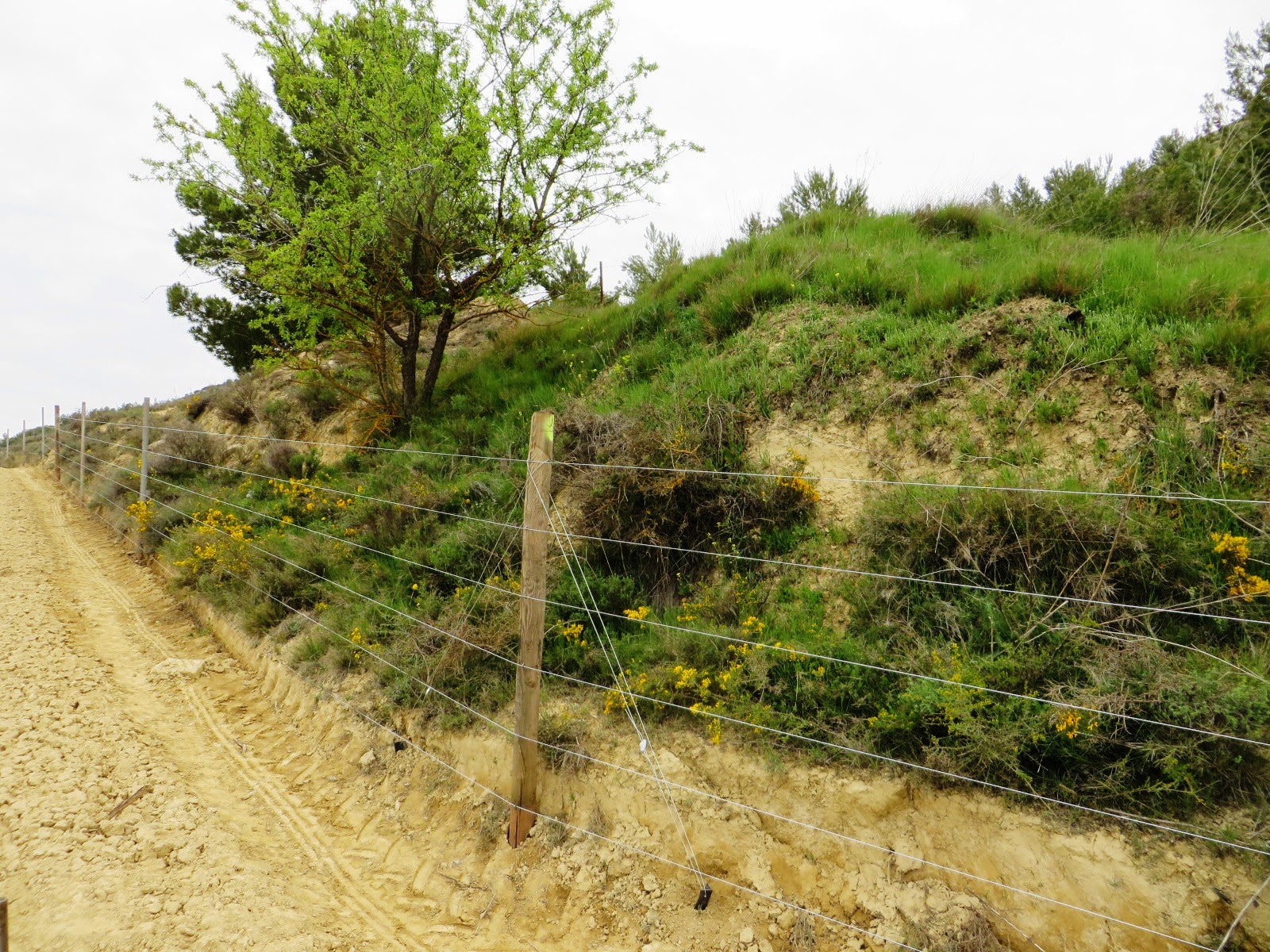 Montaje de un Cercado para Evitar la Entrada de Corzos en el Viñedo