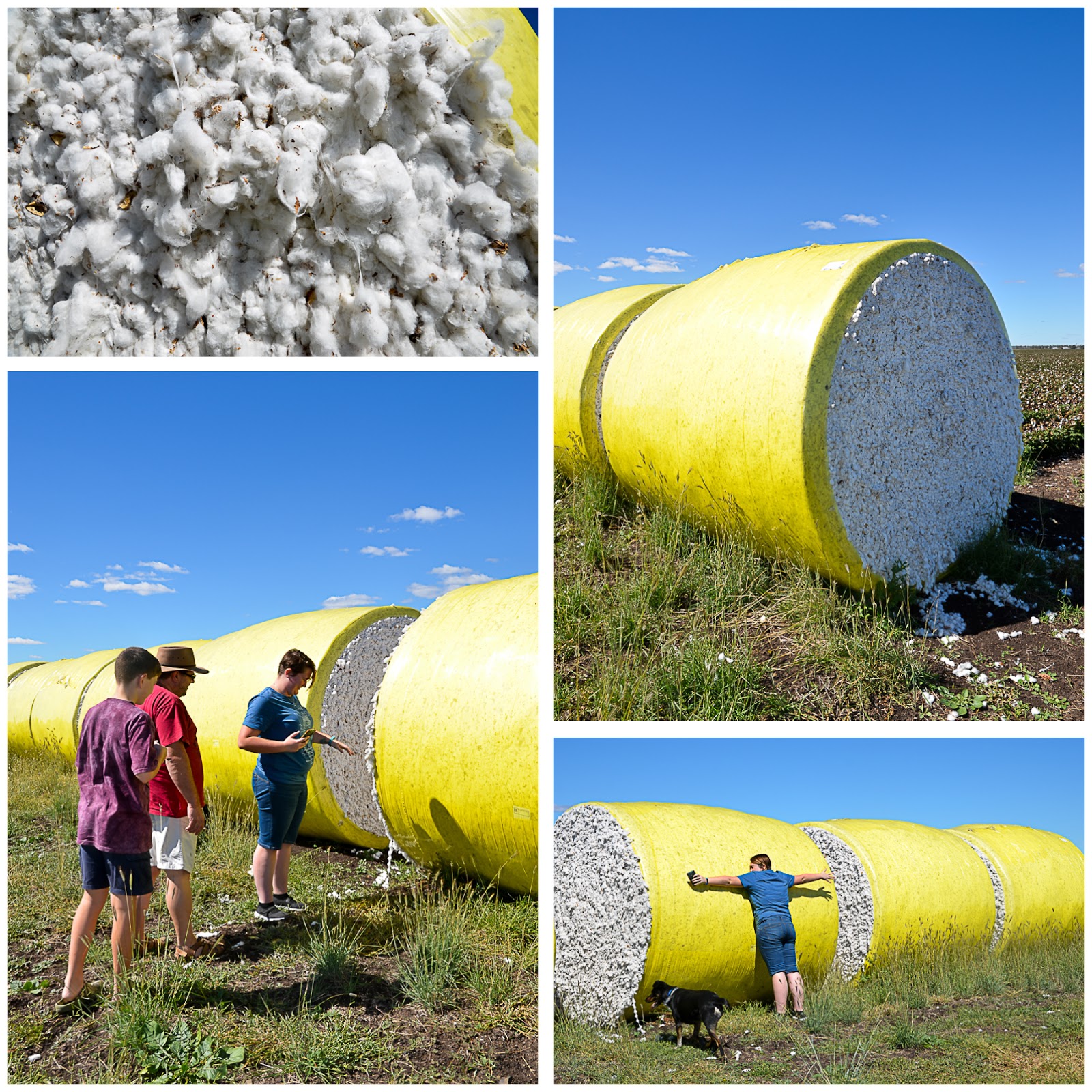 Happy Hamby Campers Great bales of cotton!