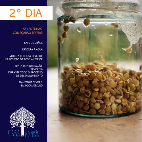 germinação de lentilhas
