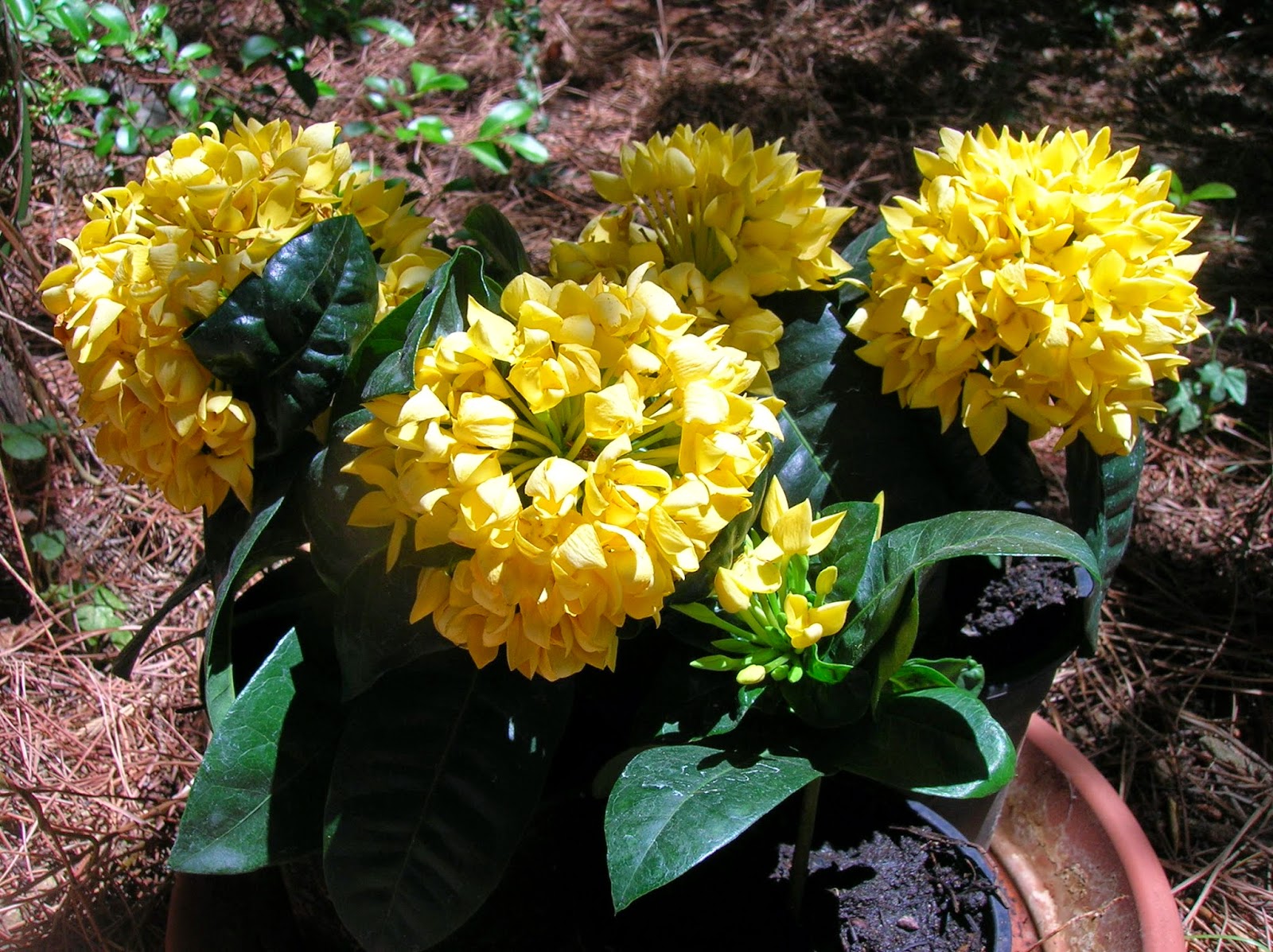 Recregarden IXORA "MAUI YELLOW"
