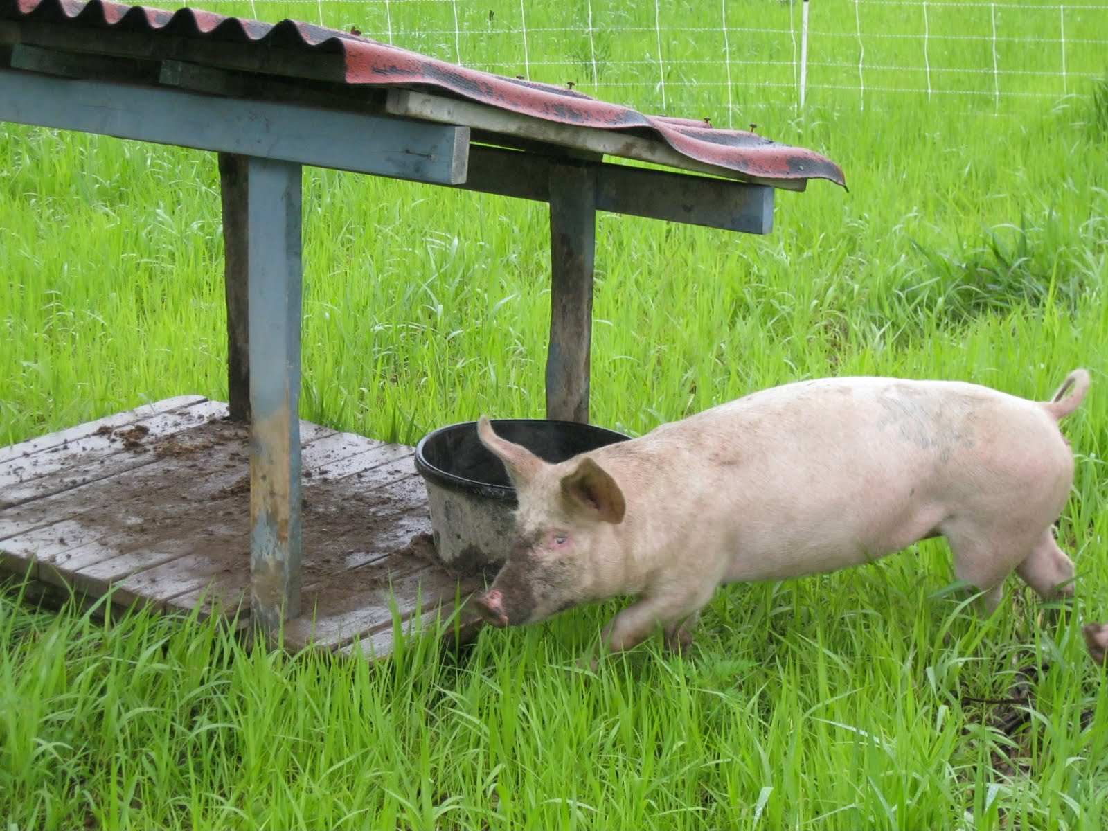 black kettle farm The Farm