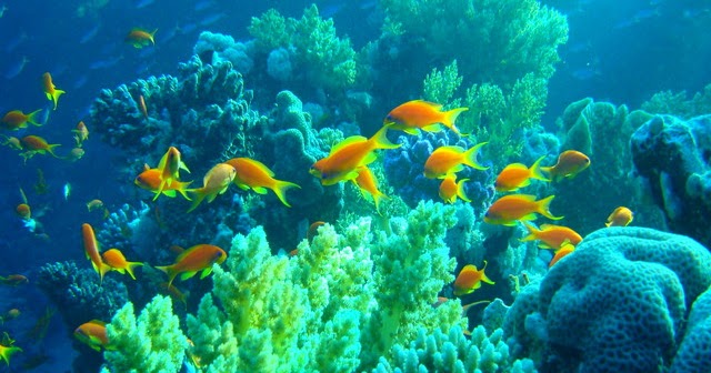 3 Perbedaan Ikan Pelagis dan Ikan Demersal - Farof Blog