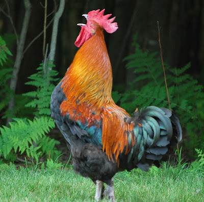 beautiful rooster in full crow